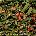 Chenopodium nutans Ffrwyth