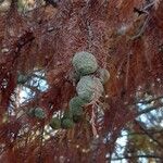 Taxodium distichum Frucht