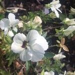 Viola × wittrockiana फूल