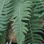 Blechnum appendiculatum 葉