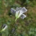 Gypsophila repens Fleur