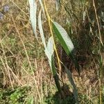 Salix babylonica Leaf