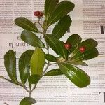 Ilex cassine Ліст