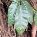 Ficus superba Blatt