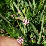 Silene bellidifolia Flower