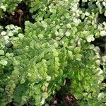 Adiantum venustum برگ