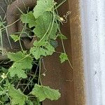 Cucumis melo Blad