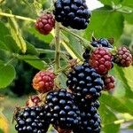 Rubus gratus ഫലം