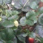 Fragaria × ananassa Buveinė