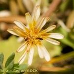 Taraxacum besarabicum Flor