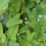 Dioscorea polystachya Hoja