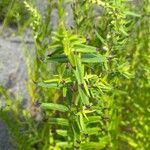 Scutellaria baicalensis 叶