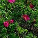 Rosa rugosa Květ