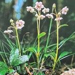 Chimaphila umbellata Hábito