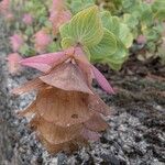 Origanum rotundifolium फूल