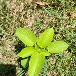 Acalypha setosa Blad