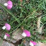 Ononis cristata Virág