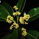Spiraeanthemum pubescens Bloem