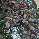 Trachycarpus fortunei Vrucht