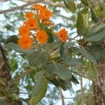 Cordia dodecandra Hostoa