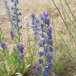 Echium vulgareFlower