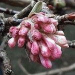 Viburnum × bodnantense Bloem