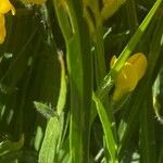 Genista sagittalis Corteza