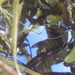 Utricularia intermedia Habitus