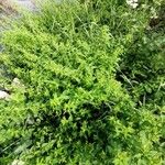 Chenopodium polyspermum Blad