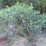 Cassia artensis Habitus