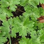 Geranium molle Lapas