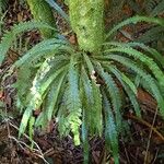 Blechnum contiguum Celota