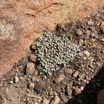 Eriogonum ovalifolium Hoja