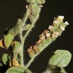 Heliotropium hirsutissimum Flower