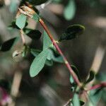 Symphoricarpos longiflorus Лист