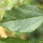 Dombeya punctata Blatt