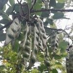 Erythrina falcata Φρούτο