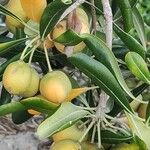 Pittosporum tobira Φρούτο