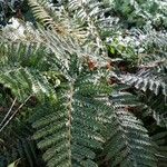 Polystichum polyblepharum Hoja