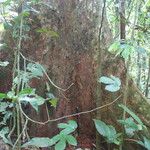 Terminalia superba Corteza