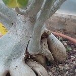 Adenium multiflorum Bark