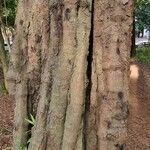 Nectandra megapotamica Corteza