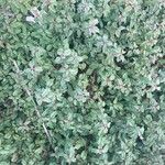 Cistus populifolius Likasa