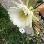 Echinopsis bridgesii Virág