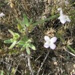 Stenaria nigricans Vivejo