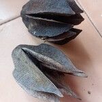 Luehea candida Fruto