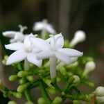 Psychotria coptosperma Bloem