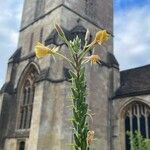 Oenothera biennis Hábitos