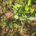 Centranthus angustifoliusFlower