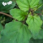 Boerhavia erecta Folha